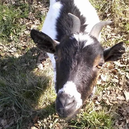 בקתה Du Bois De Vache