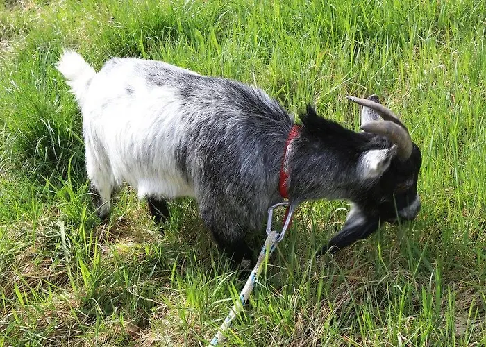 Du Bois De Vache