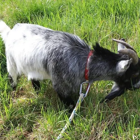 Du Bois De Vache