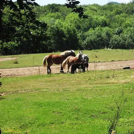 Du Bois De Vache